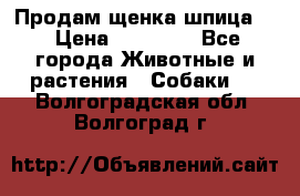 Продам щенка шпица.  › Цена ­ 15 000 - Все города Животные и растения » Собаки   . Волгоградская обл.,Волгоград г.